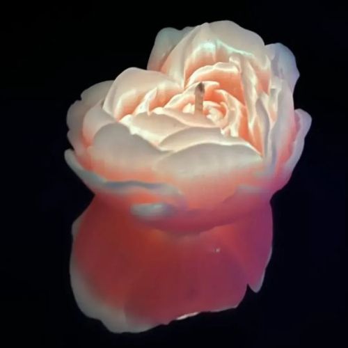 Свічка троянда люмінесцентна помаранчева низькотемпературна для БДСМ GlowKink 62 г розмір L