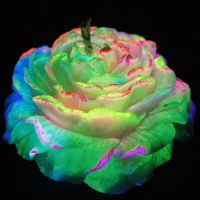 Свічка низькотемпературна півонія люмінесцентний різнокольорового кольору GlowKink VIP-концентрація 91 г