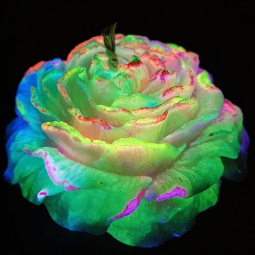 Свічка низькотемпературна півонія люмінесцентний різнокольорового кольору GlowKink VIP-концентрація 91 г