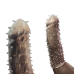 Закрита насадка на член із шипами прозорого кольору Sexy desires Spikes hat Закрита насадка на член із шипами прозорого кольору Sexy desires Spikes hat