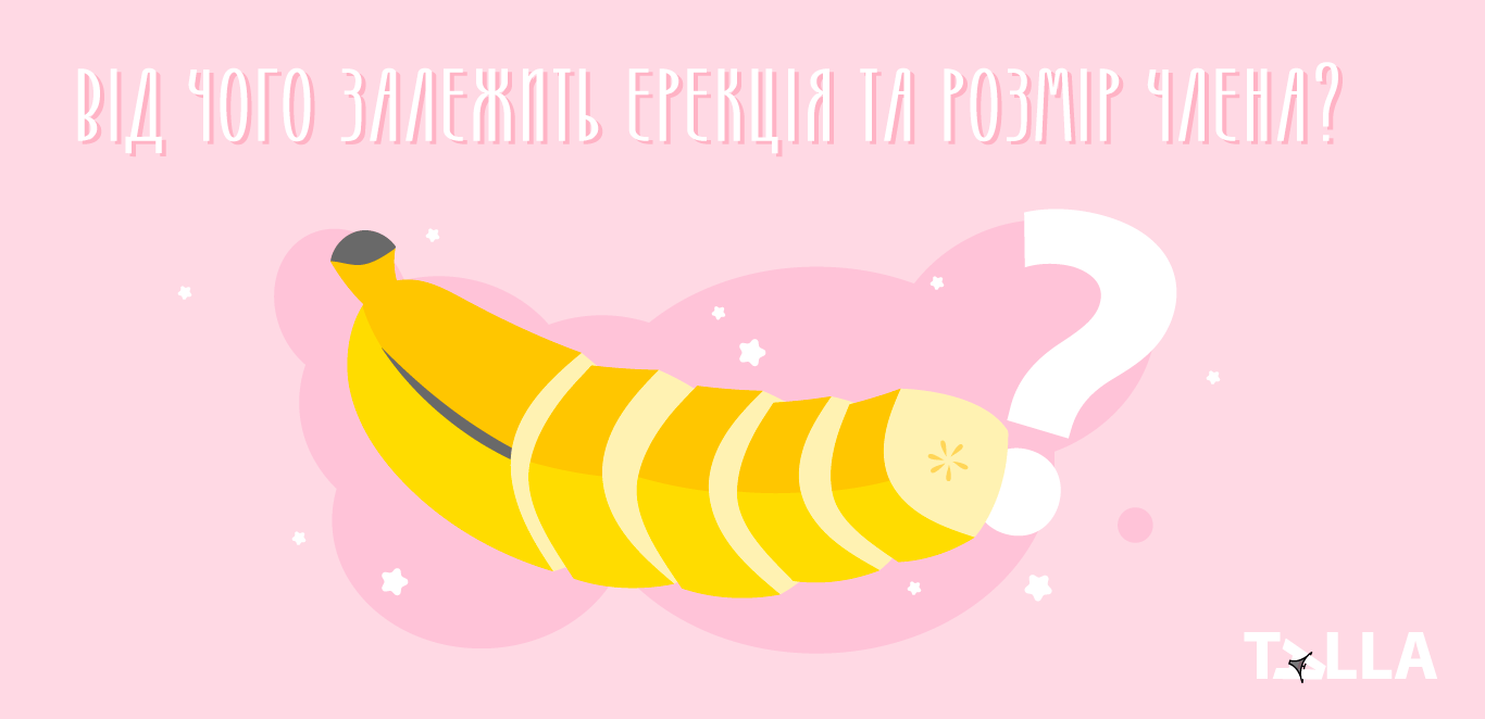 Від чого залежить ерекція та розмір члена?